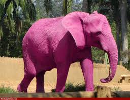 pink elephant